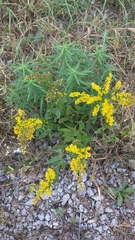 Solidago sempervirens