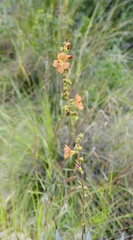 Sphaeralcea coulteri