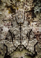 Psilogramma menephron