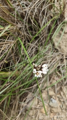 Nothoscordum andicola