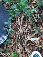Syzygium maire