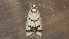 Compsotropha selenias