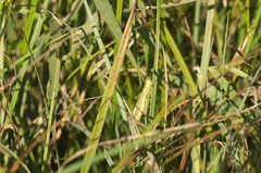 Mecostethus parapleurus