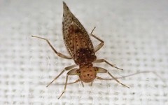 Hemipsocidae