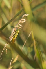 Mecostethus parapleurus