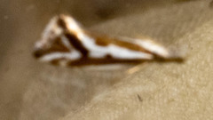 Orthiastis hyperocha