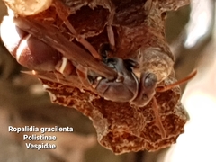 Ropalidia gracilenta