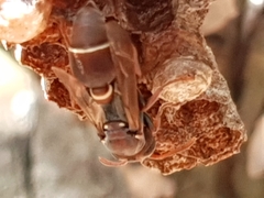 Ropalidia gracilenta