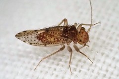 Hemipsocidae