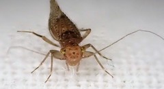 Hemipsocidae