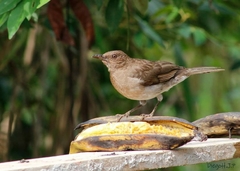 Turdus ignobilis