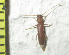 Linopteridius