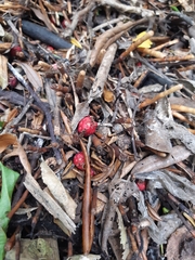 Syzygium maire