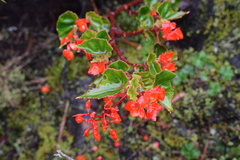 Begonia santarosensis
