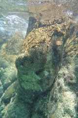 Galeolaria caespitosa