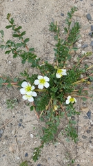 Hypseocharis pimpinellifolia