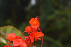 Begonia santarosensis