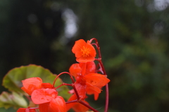 Begonia santarosensis