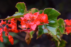 Begonia santarosensis