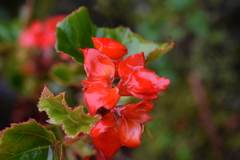 Begonia santarosensis