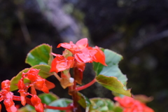 Begonia santarosensis