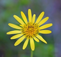 Tragopogon orientalis