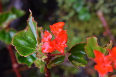 Begonia santarosensis