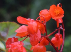 Begonia santarosensis