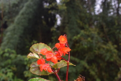 Begonia santarosensis