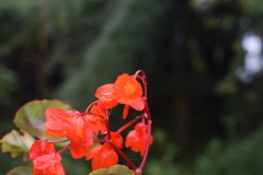 Begonia santarosensis