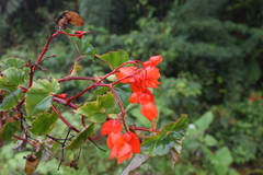 Begonia santarosensis