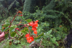 Begonia santarosensis
