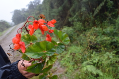 Begonia santarosensis