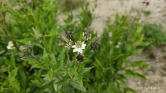 Verbesina boliviana