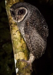 Tyto tenebricosa