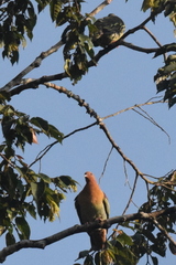 Treron fulvicollis