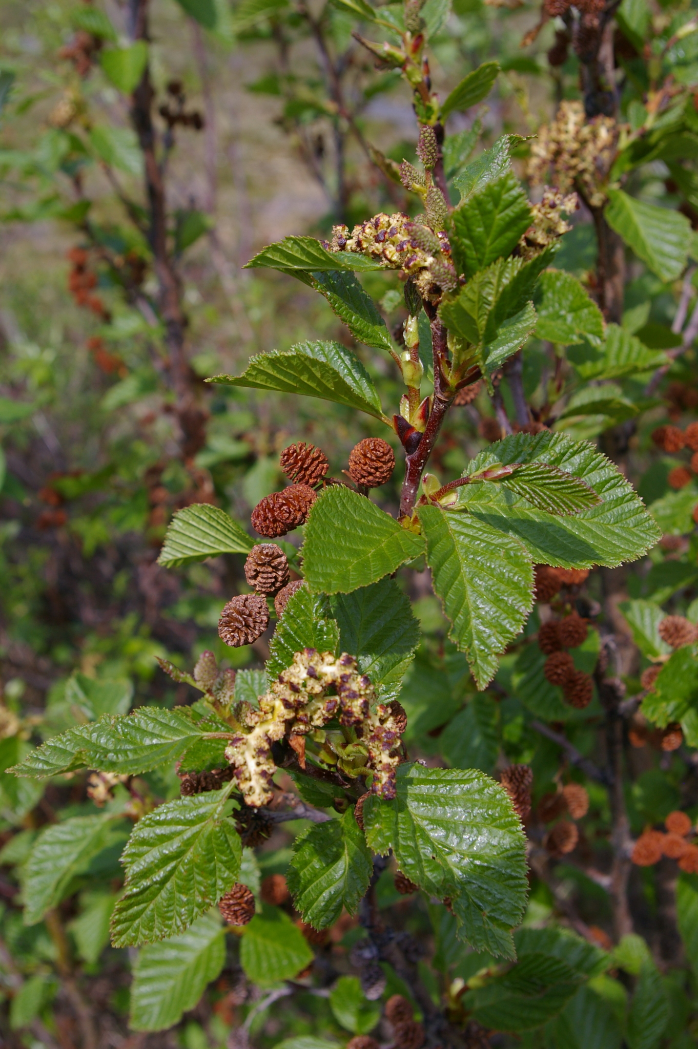 Alnus