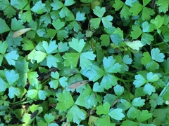 Hydrocotyle tripartita