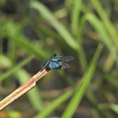Rhyothemis resplendens