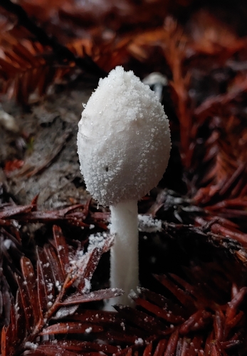 Snowy Inkcap