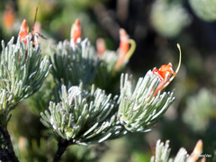 Adenanthos sericeus
