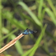 Rhyothemis resplendens
