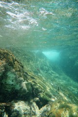 Galeolaria caespitosa