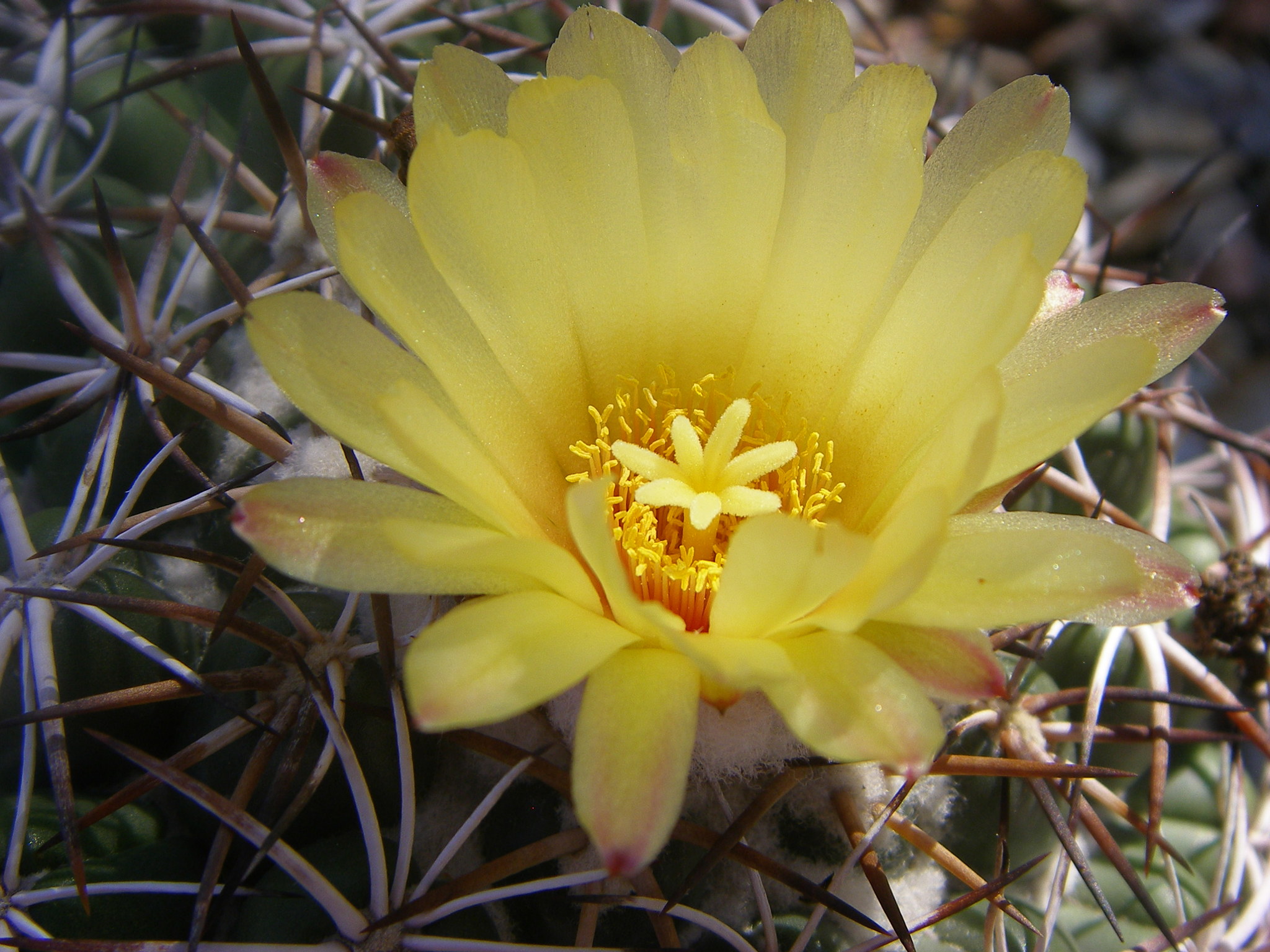 Coryphantha elephantidens ssp. bumamma