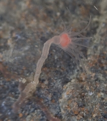 Ectopleura marina