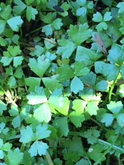 Hydrocotyle tripartita