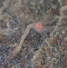 Ectopleura marina