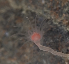Ectopleura marina