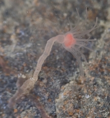 Ectopleura marina