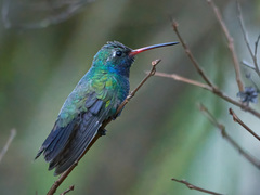 Cynanthus latirostris